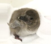 マゼランペンギンの赤ちゃんがすみだ水族館で誕生　7月5日からお披露目