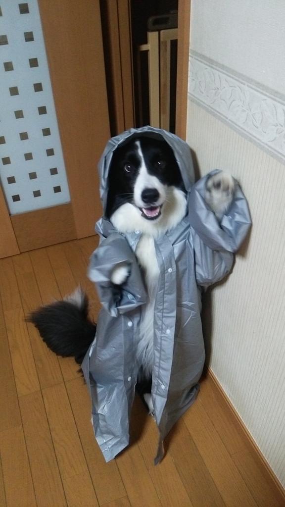 大人用のレインコートを着た犬1
