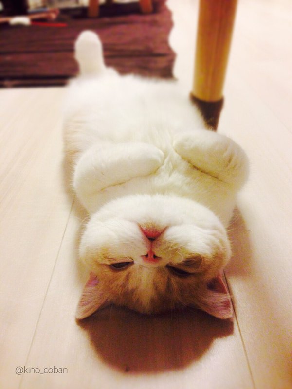 初体験の床暖房を全身で満喫する子猫1