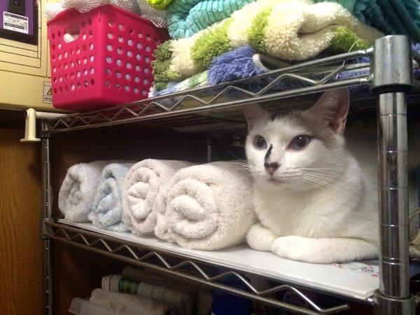 タオルと並んで違和感なく棚に収まる猫