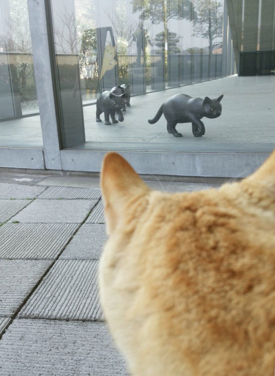 美術館を正面突破しようと試みた猫、丁寧に帰される