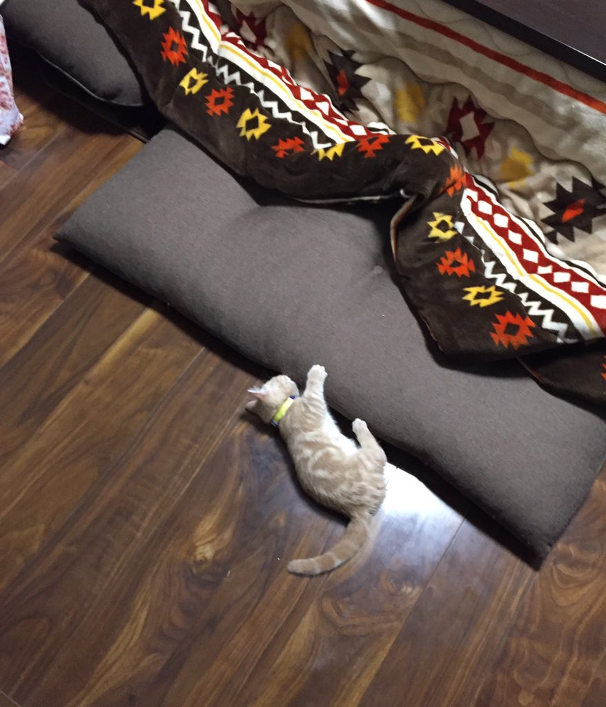 座布団のフチを巡る子猫の謎の遊び