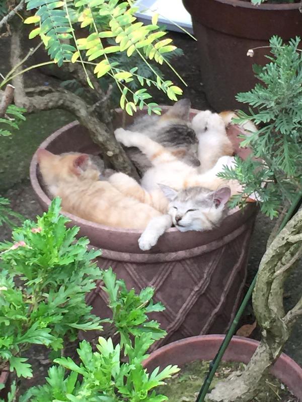 植木鉢の猫