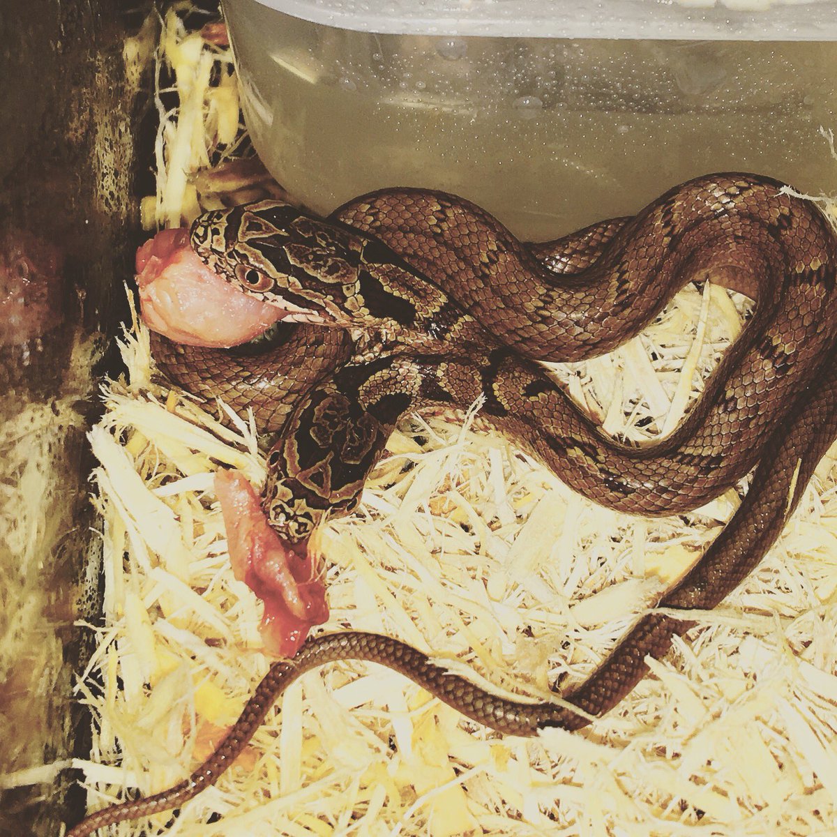 双頭の蛇 希少なシマヘビ 横浜市の爬虫類ショップで飼育 16年10月4日 Biglobeニュース