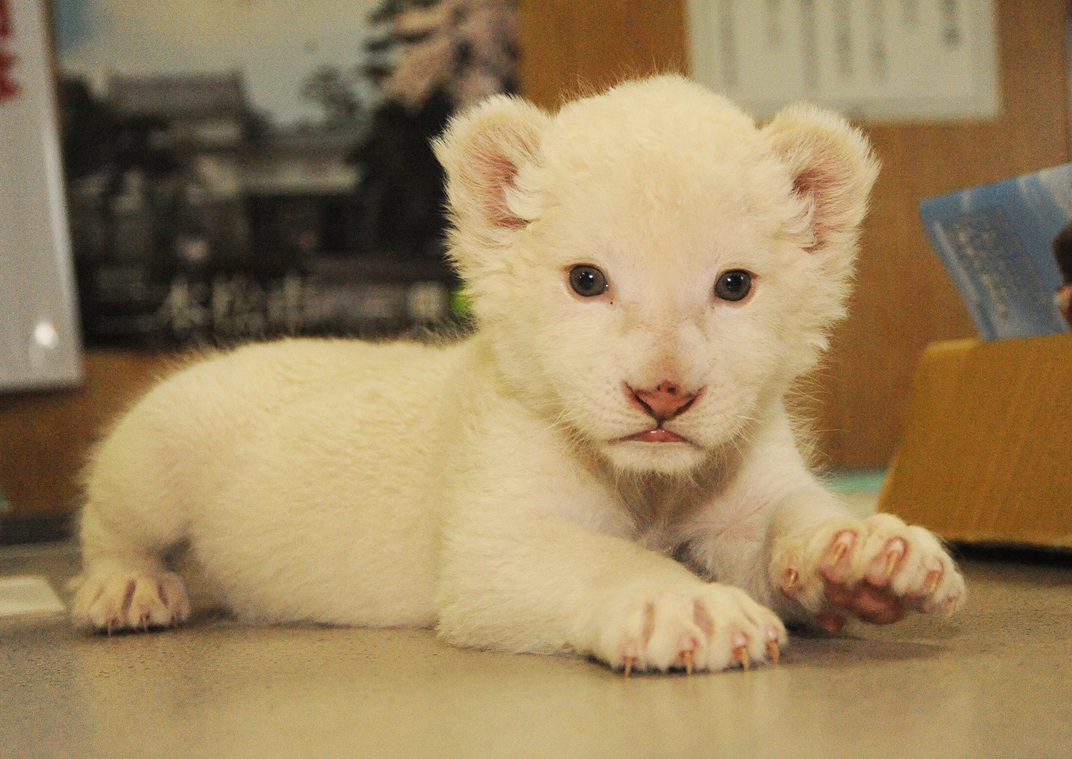 ホワイトライオンの赤ちゃん
