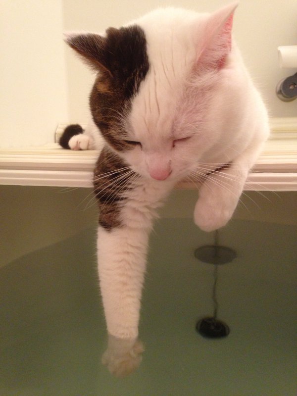 お湯に手を突っ込んだまま寝る猫