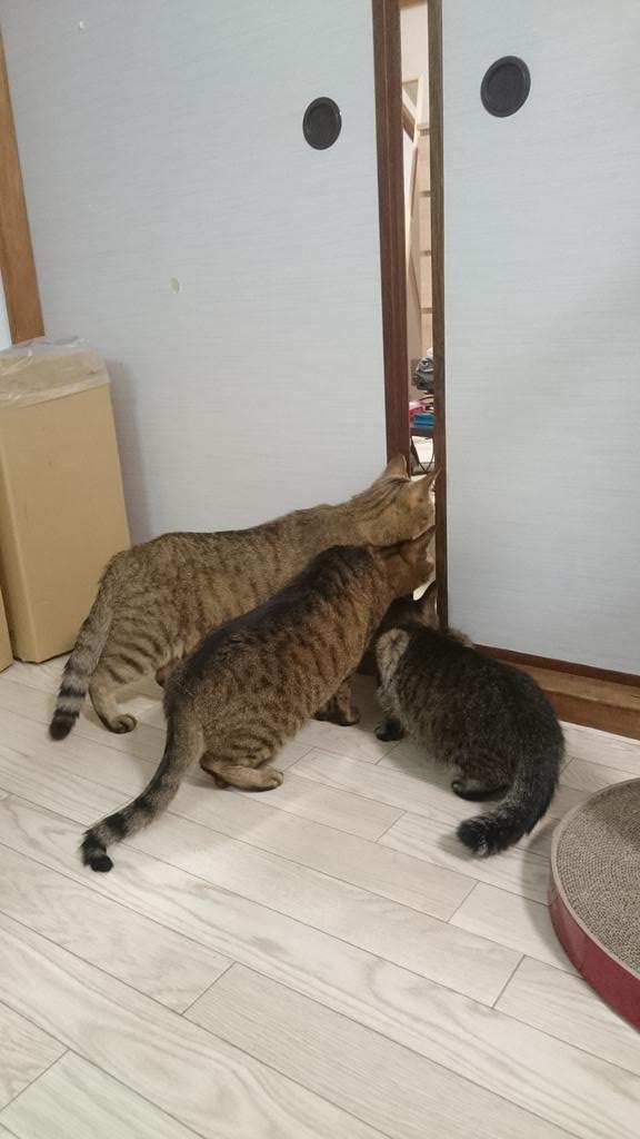 掃除機を折り重なって覗き見する猫たち