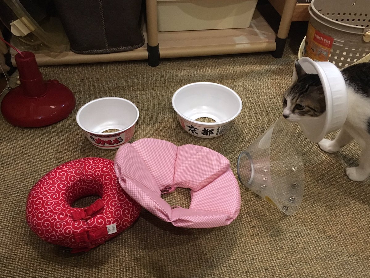これが一番いいニャ いろんなエリザベスカラーを試した猫 最後はカップ焼きそばに辿り着く 17年1月日 Biglobeニュース