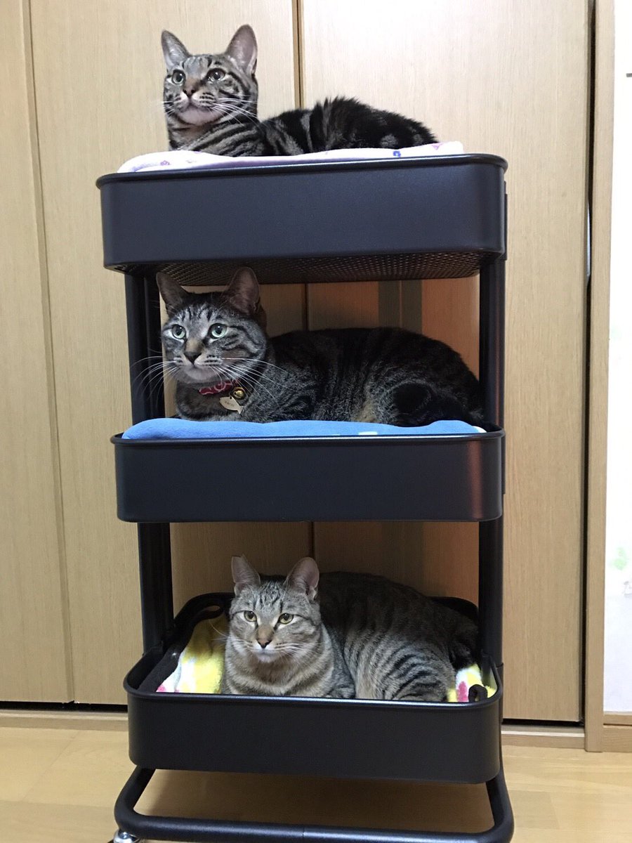 IKEAの3段ワゴンにすっぽり収まるシマシマトリオの猫が可愛いと話題に