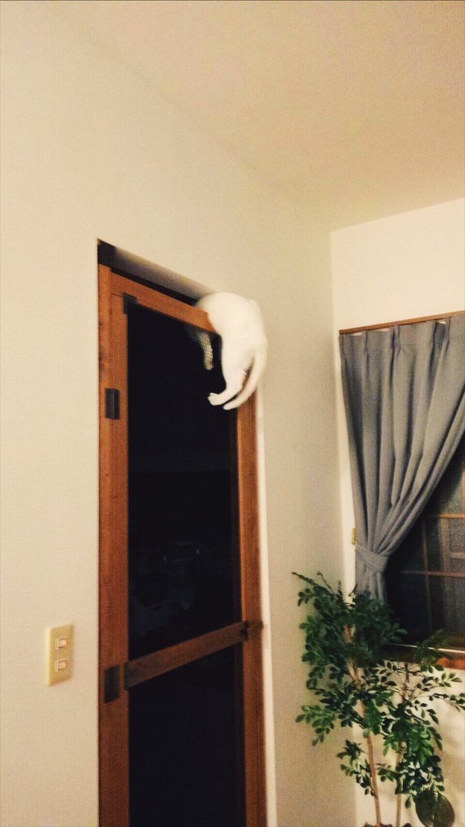 ドアの隙間から侵入を試みた結果、頂上で固まってしまった猫