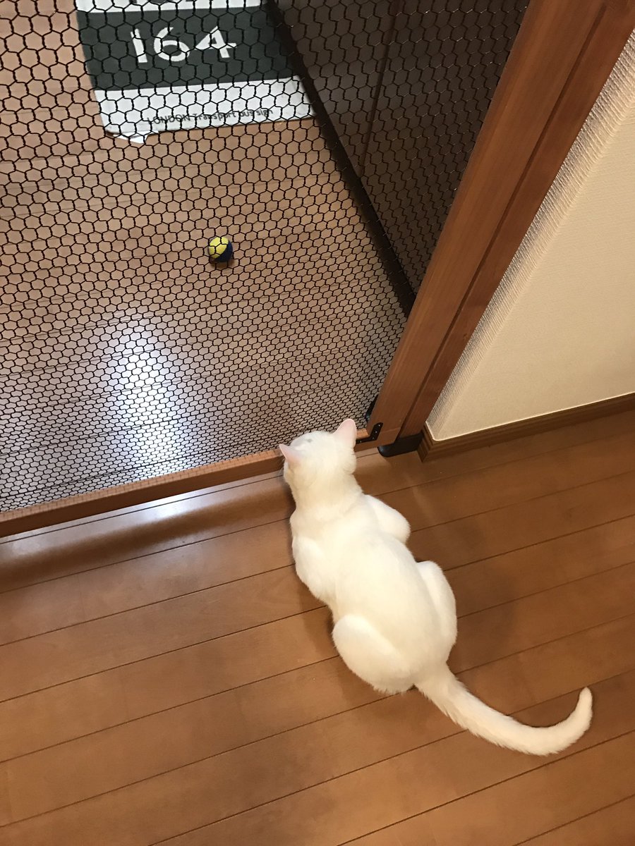 ドアの隙間から侵入を試みた結果、頂上で固まってしまった猫