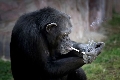 画像：写真ニュース(2/4): 完全に動物虐待…北朝鮮の動物園のチンパンジー、タバコを1日に1パック吸う