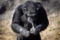 画像：写真ニュース(3/4): 完全に動物虐待…北朝鮮の動物園のチンパンジー、タバコを1日に1パック吸う