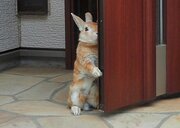 「行っちゃうの？」ウサギがドアの陰からご主人様を見送る姿が切なすぎる！