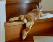 あまりの暑さに階段の途中で力尽きたウサギがかわいすぎる！ぐで～っと脱力感満載のポーズに！