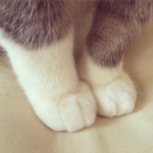 もふもふの猫の足を接写！靴下の丈が違う猫のおみ足が可愛いすぎると話題に｜BIGLOBEニュース