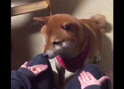 賢いと可愛いの極み 遊びのルールを理解した柴犬 ゲームに外れると目の前のおやつを我慢する 年1月21日 Biglobeニュース