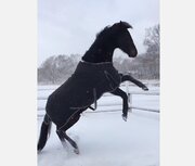 雪に興奮してはしゃいでいた馬、横で子馬が激しく転ぶのを目撃して困惑してしまう
