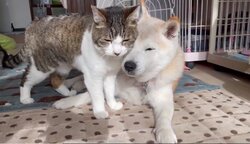 眠いおじいちゃんたち 顔を寄せあいウトウト 猫と犬の安心しきったひと時が 愛しくて泣けてくる 21年3月2日 Biglobeニュース