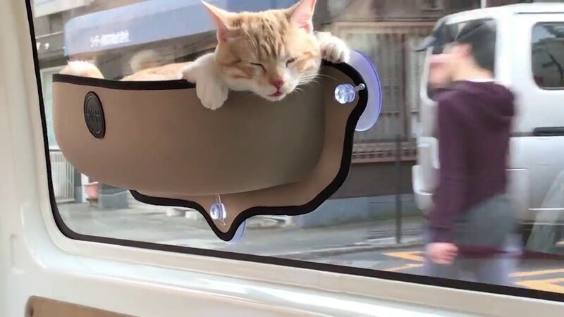 猫のドライブ眺望抜群、車窓に張りつくハンモックに乗り（2020年3月16日）｜BIGLOBEニュース