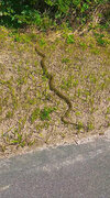 新島でメタリックゴールドのヘビを見た投稿者、その後まさかの「幸運尽くし」　神々しい姿に「縁起いい！」と1300万表示突破！