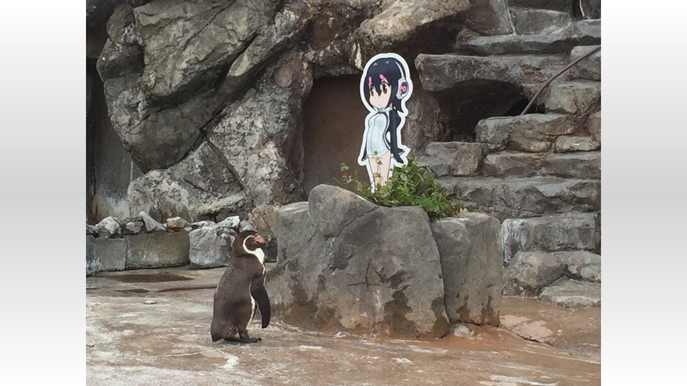 お爺ちゃんペンギンが二次元に恋 けものフレンズ のフンボルトペンギン フルルに魅了される 17年4月26日 Biglobeニュース