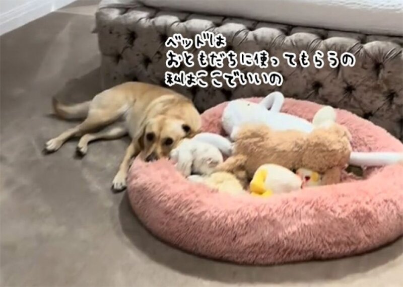 画像：Tiktok@doristhegoldenlab