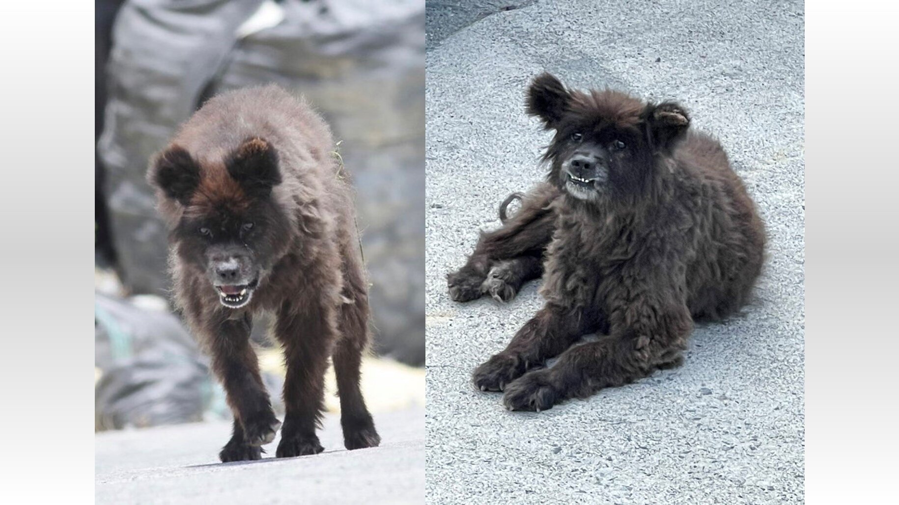 クマではなく 犬 福島に出没した 謎の生き物 無事に飼い主のもとへ 安堵の表情うかべる 21年6月18日 Biglobeニュース