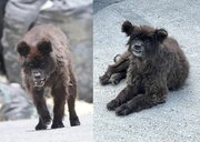 クマではなく「犬」　福島に出没した“謎の生き物”、無事に飼い主のもとへ　安堵の表情うかべる