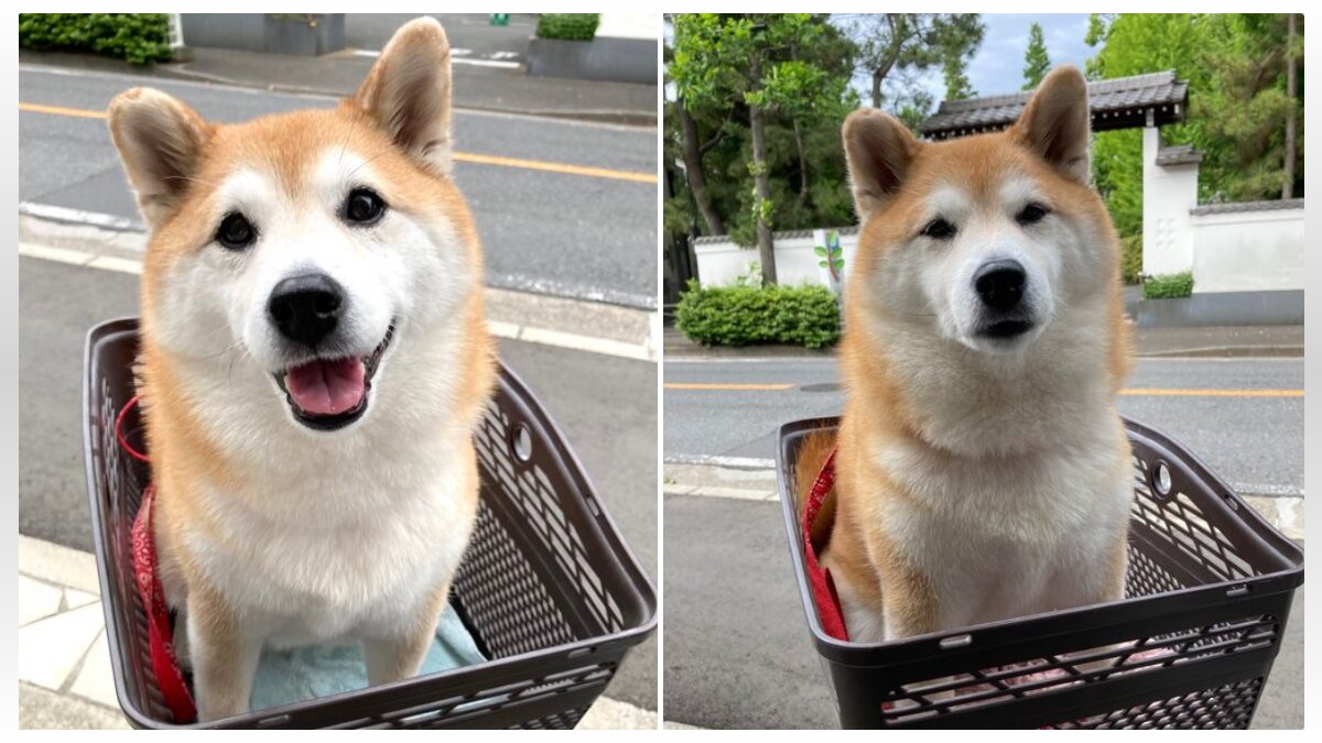 柴犬 3時間で10歳老ける 公園散歩のハズが苦手なトリミングと注射 笑顔消えた虚無顔に 偉かったね 21年6月25日 Biglobeニュース