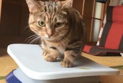 フィットネスマシンをサーフィンのように乗りこなす猫が可愛いと話題に