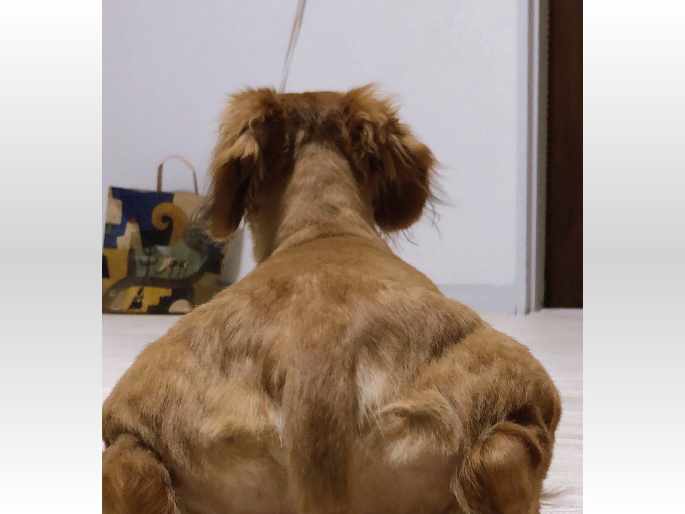 筋肉ムキムキ 肩幅がすごい人 に見えるのは お尻を向けたダックスフント マッチョアニマルの新たな挑戦者は犬 年8月4日 Biglobeニュース