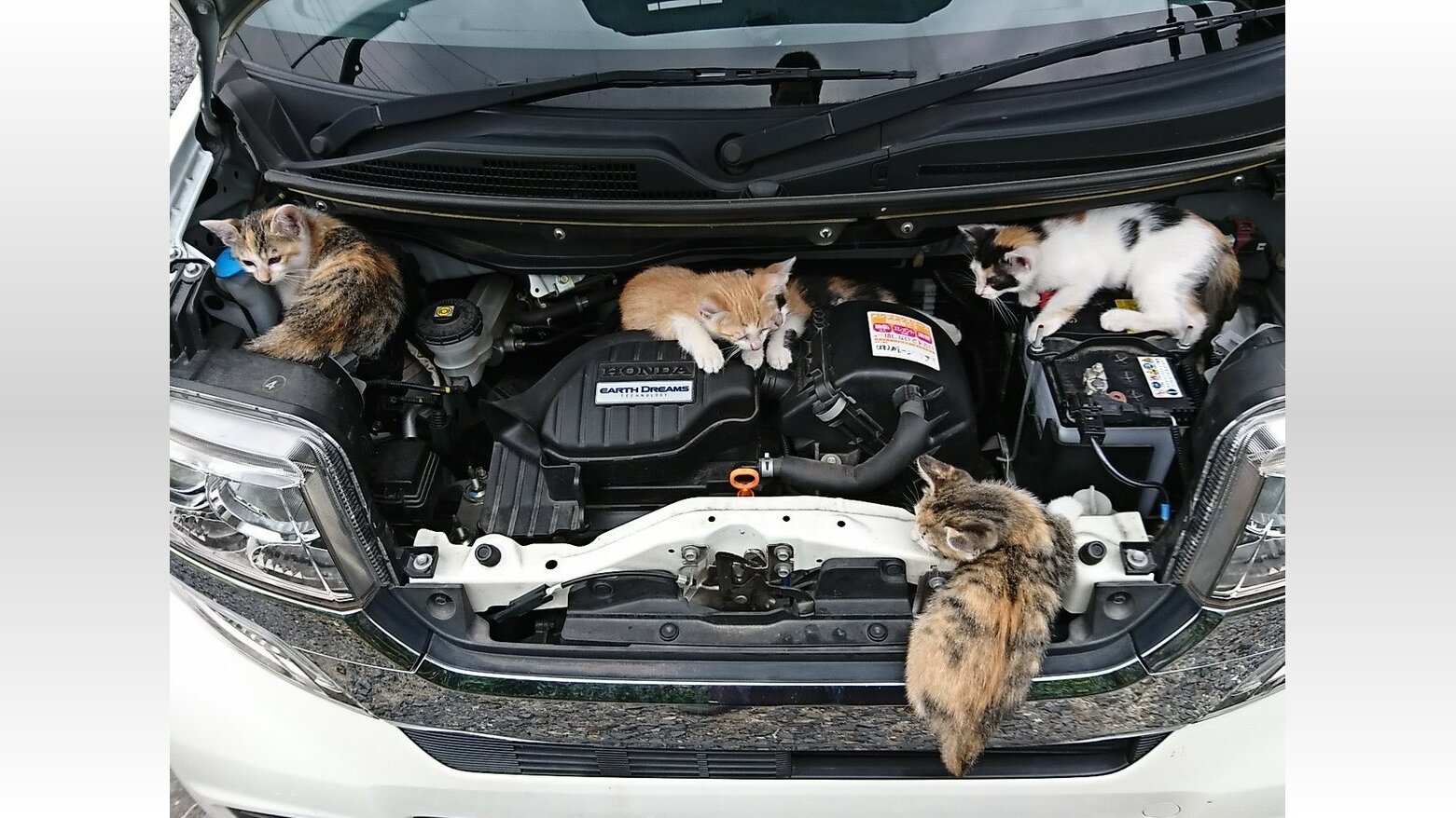 エンジンルームの中は大量の子猫 夏場でも車に入り込む猫に注意を 17年8月7日 Biglobeニュース