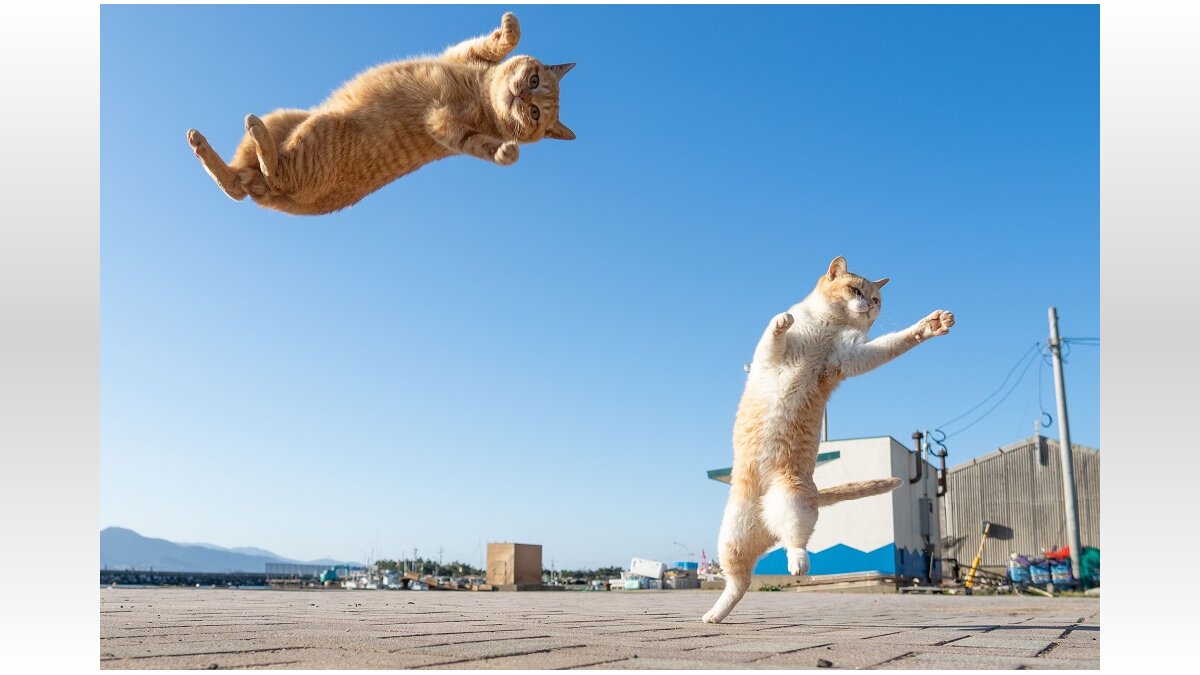あ 全然届かにゃい 飛んでいる最中に悟った猫 目標を失ってしまい顔が 虚無 に 年8月12日 Biglobeニュース