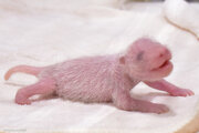 パンダの赤ちゃんが生後1週間　目や耳がだんだん黒く　和歌山・アドベンチャーワールド