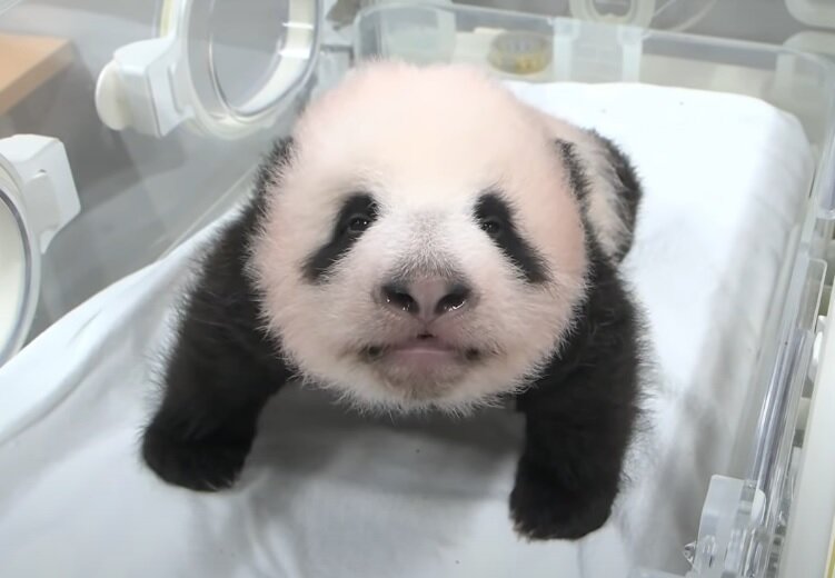 双子の赤ちゃんパンダ ハイハイできるように 這って重なるなど愛らしく動き回る動画 上野動物園が公開 21年9月7日 Biglobeニュース