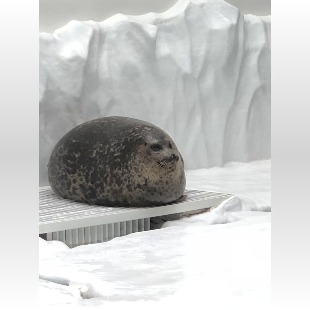 お饅頭 漬物石 いいえアザラシです あまりに丸すぎるアザラシ激写 海遊館 特別太っているわけでは 18年9月26日 Biglobeニュース