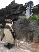 東武動物公園の恋するペンギン・グレープくんが体調不良で入院　大好きな「けもフレ」フルルのパネルも一緒に移動