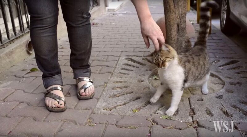 イスタンブールじゃ猫は王様、遊ぶよ集うよそこ彼処（2019年11月22日 