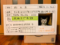 ダンボールから顔を出していた猫 運転免許証に仕立てられる 住所は カツオブ市 他のネコとの和解 の難題も 18年12月3日 Biglobeニュース