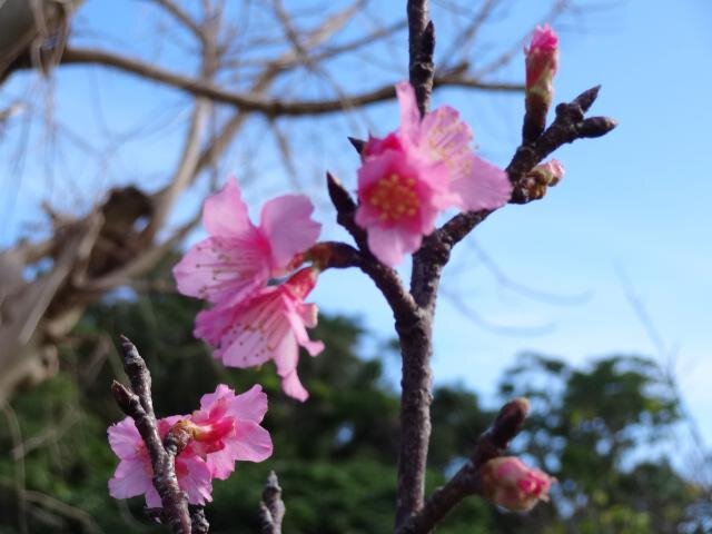宮古島でヒカンザクラ開花 今シーズン初となる桜の観測 19年1月7日 Biglobeニュース