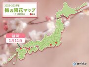 福岡で梅が開花　平年より20日　昨年より24日早い