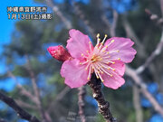 沖縄本島でも桜の開花シーズンに　この週末に那覇でヒカンザクラが咲く