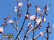東京で梅が開花　平年より1日早い観測　北の丸公園で