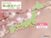 東京でウメ開花　昨年より11日早く　関東は来週にかけて厳寒