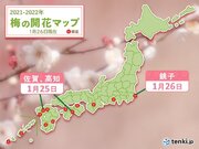 銚子でウメが開花　関東では今シーズン初めて