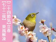 【二十四節気】立春　【七十二候】東風解凍        