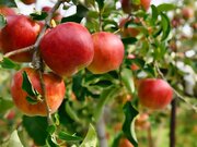 品種により個性はさまざま　甘さや酸味が一目でわかる“りんごチャート”