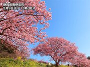 一足先に春の便り　河津桜が見頃に　静岡・伊豆        