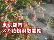 東京都内でスギ花粉が飛散開始　昨年より5日早い観測